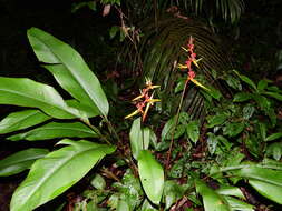 Image of Heliconia richardiana Miq.