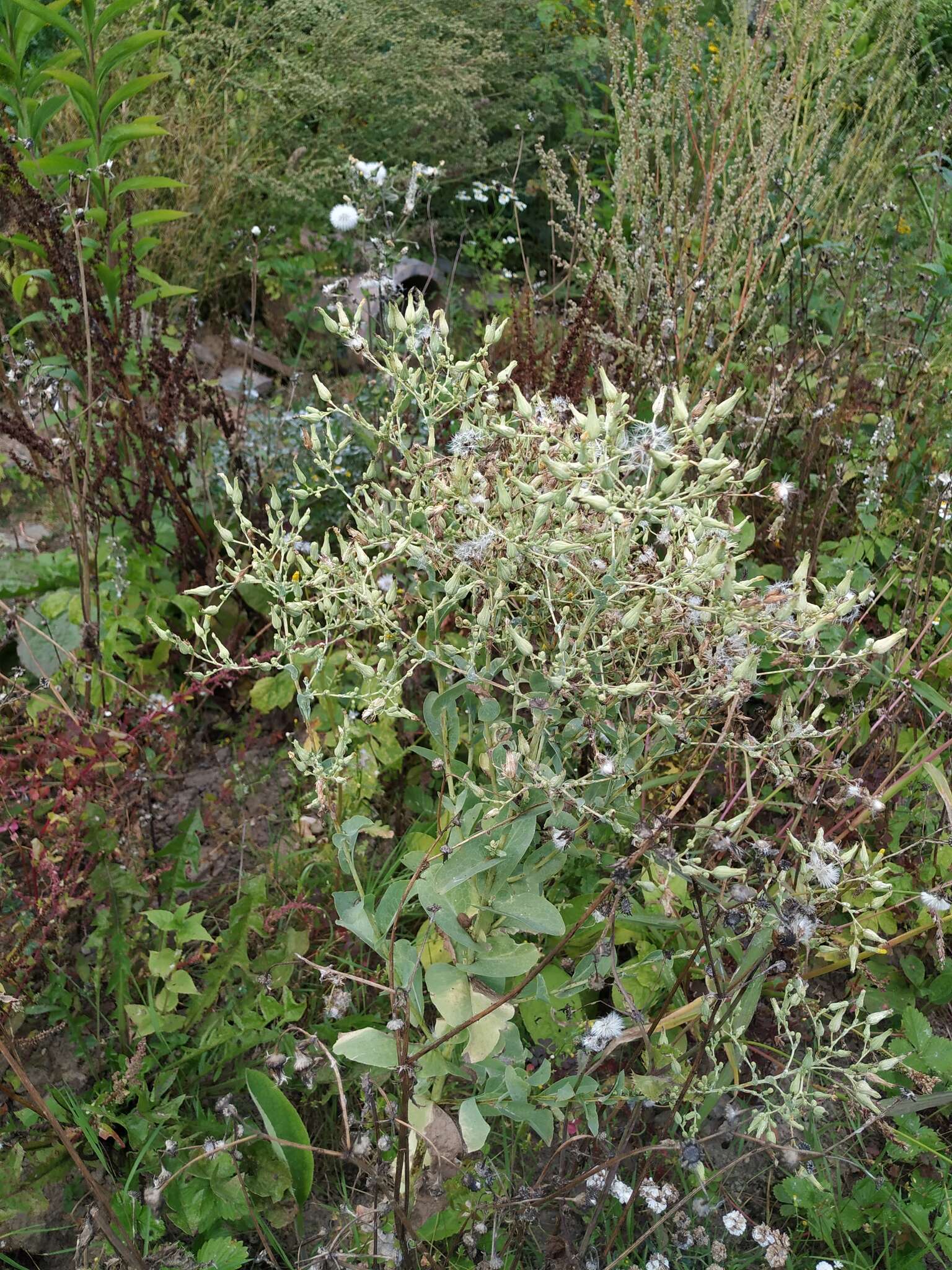 Image of garden lettuce