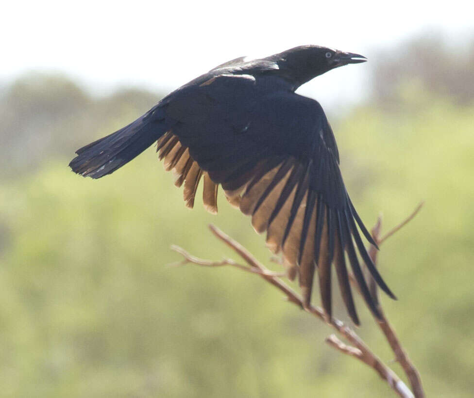 Image of Torresian Crow