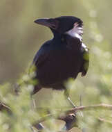 Image of Torresian Crow