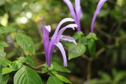 Image of Poikilacanthus macranthus Lindau