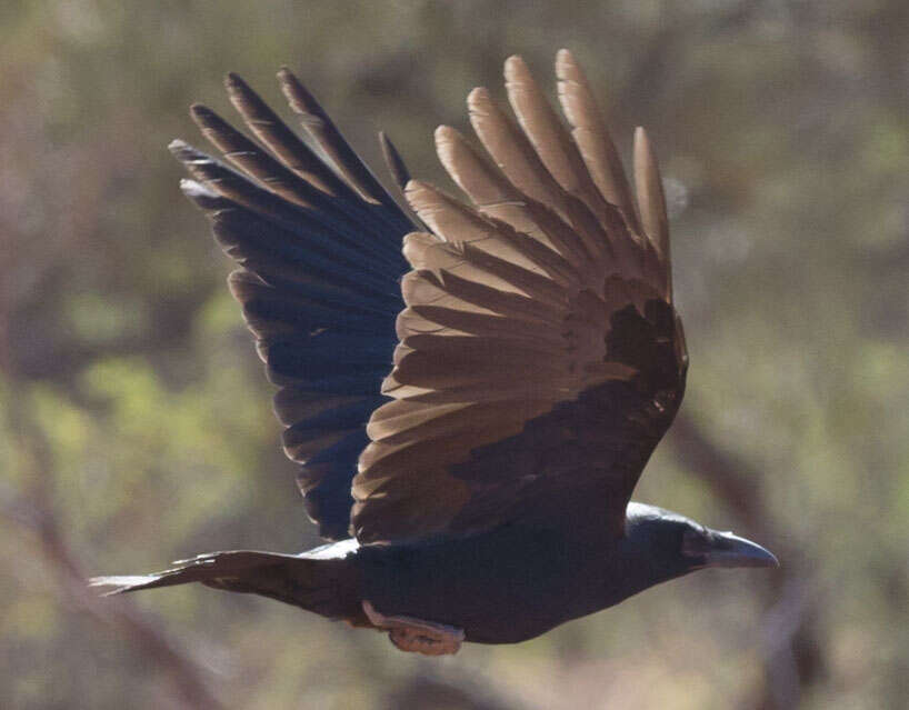 Image of Torresian Crow