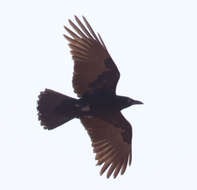 Image of Torresian Crow