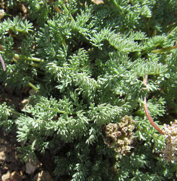 Image of snowline springparsley