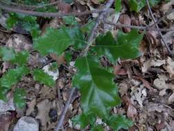 Image of Chisos red oak