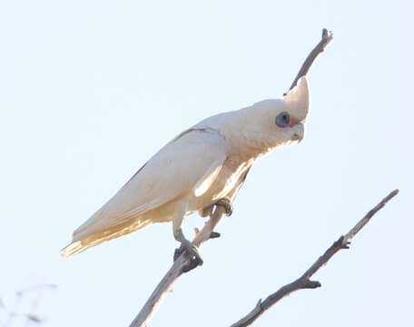 Image of Little Corella