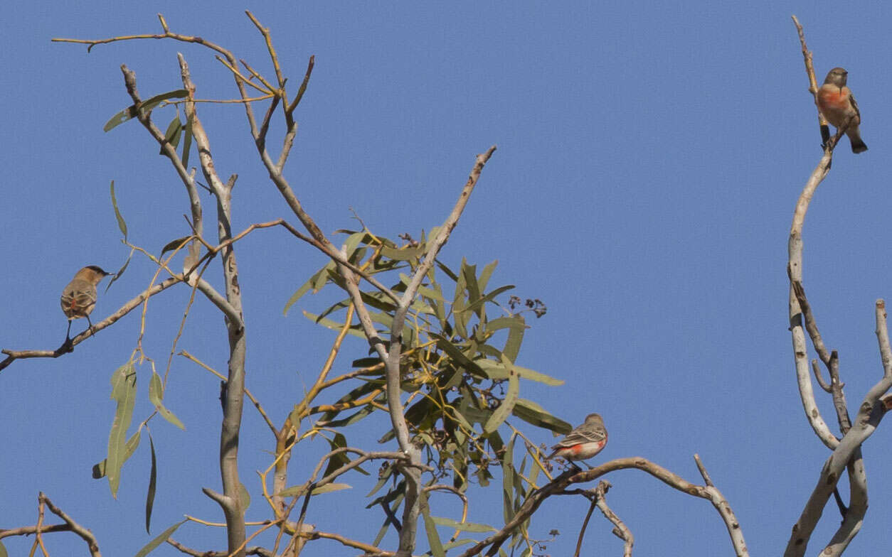 Image of Crimson Chat