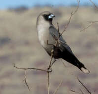 Image of Black-faced Woodswallow