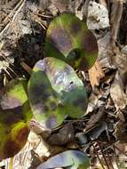 Image of Hexastylis arifolia var. arifolia