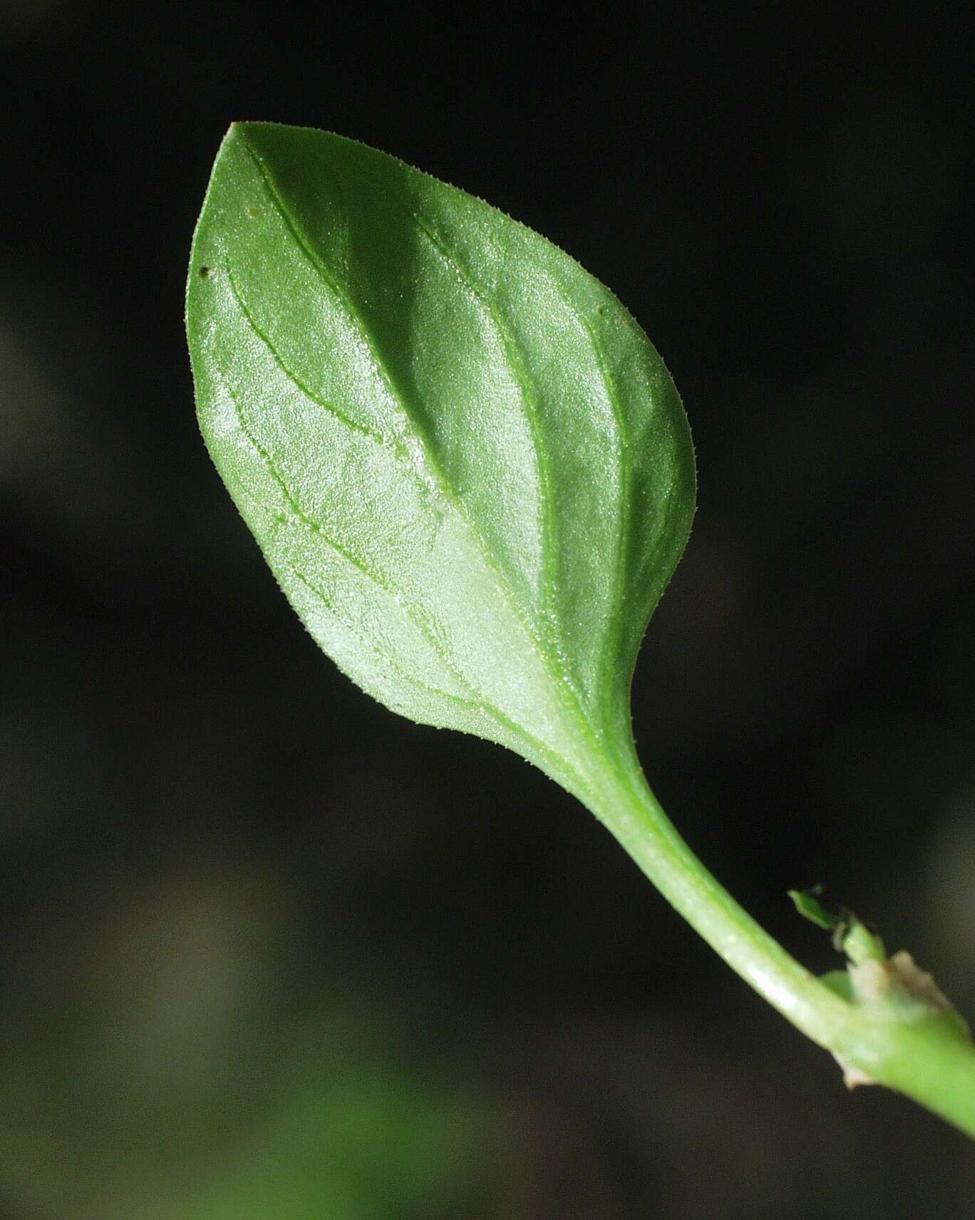 Image of Theligonum cynocrambe L.