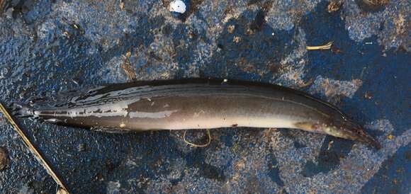 Image of Spotfin Spiny Eel