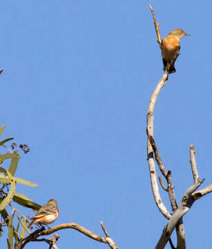 صورة Epthianura tricolor Gould 1841