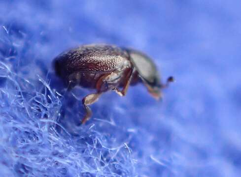 Image of Nettle Pollen Beetle