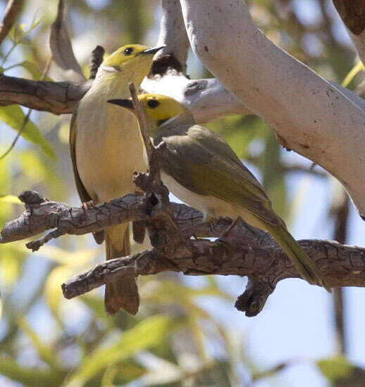 Image of White-plumed Honeyeater