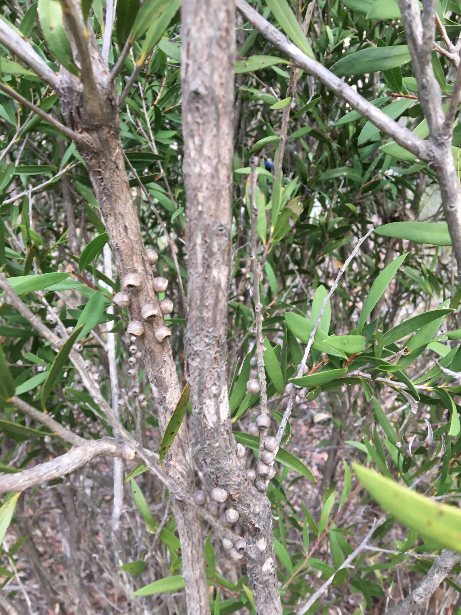 صورة Callistemon flavovirens (Cheel) Cheel