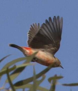 Plancia ëd Epthianura tricolor Gould 1841