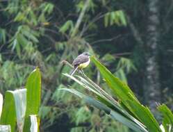 Image of Madagascan Wagtail