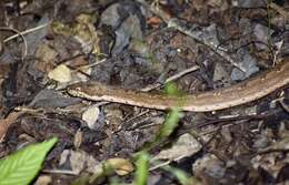 Image of Cuban Black-tailed Dwarf Boa