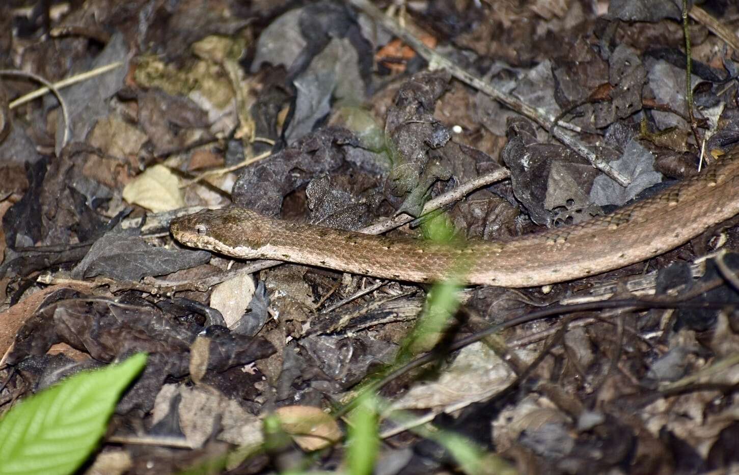 Tropidophis melanurus (Schlegel 1837) resmi