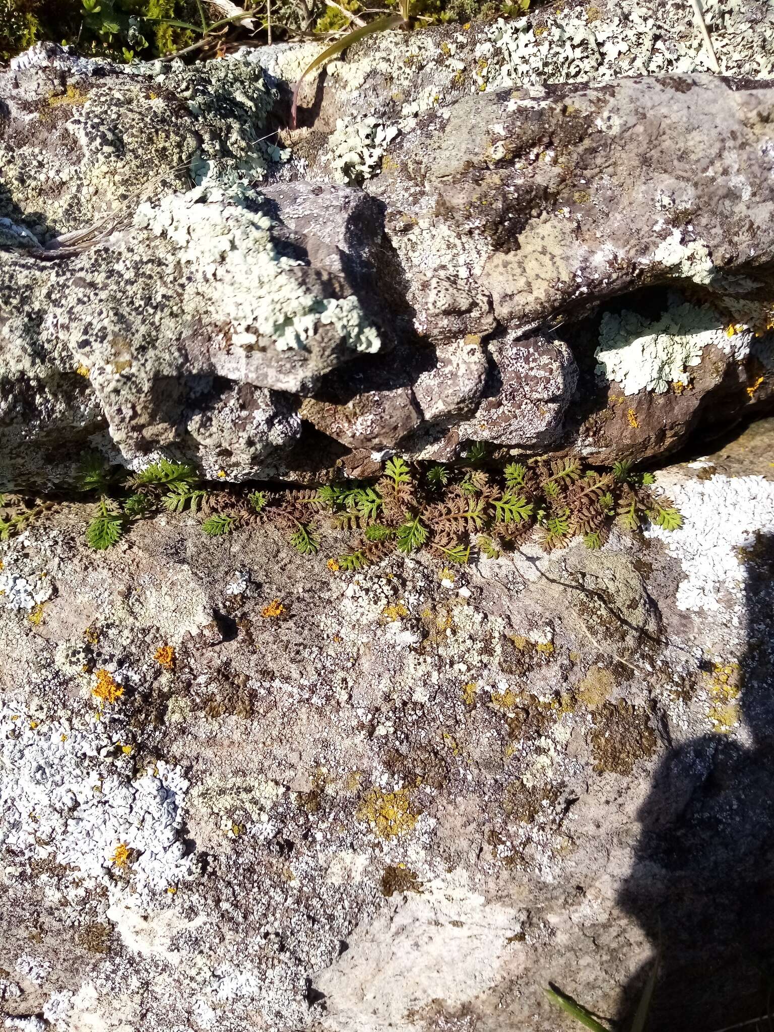 Image of Leptinella minor Hook. fil.