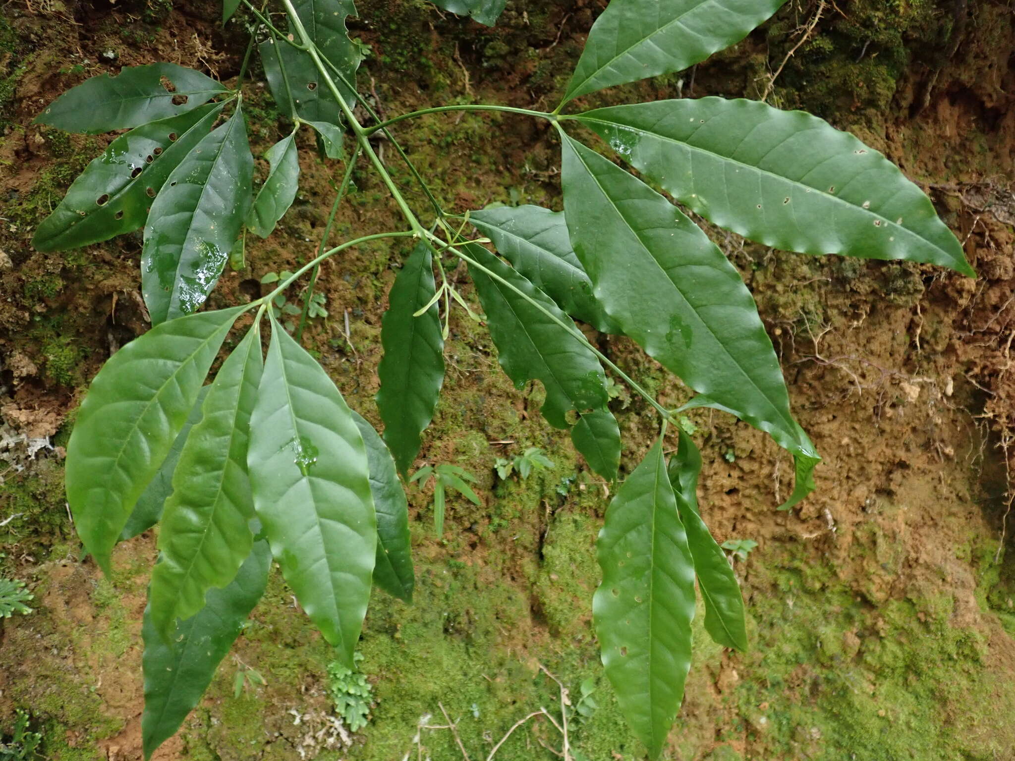 Image of Melicope pteleifolia (Champ. ex Benth.) T. G. Hartley