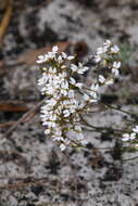 Image of Stylidium rigidulum Sond.