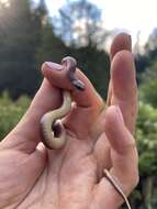 Image of Mountain Earth Snake