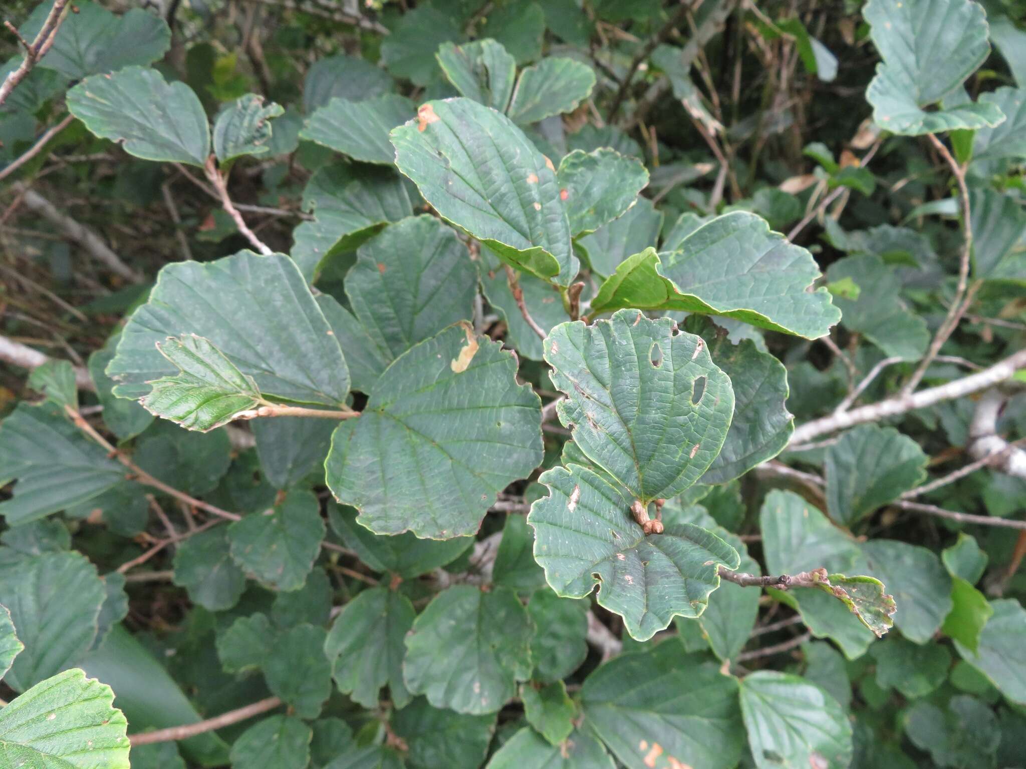 Image of Japanese Witch Hazel