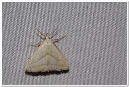 Image of Macrochilo absorptalis Walker 1859