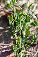 Image de Osteospermum ciliatum Berg.