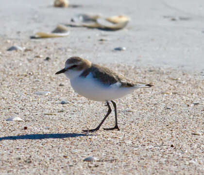 Image of Red-capped Dotterel