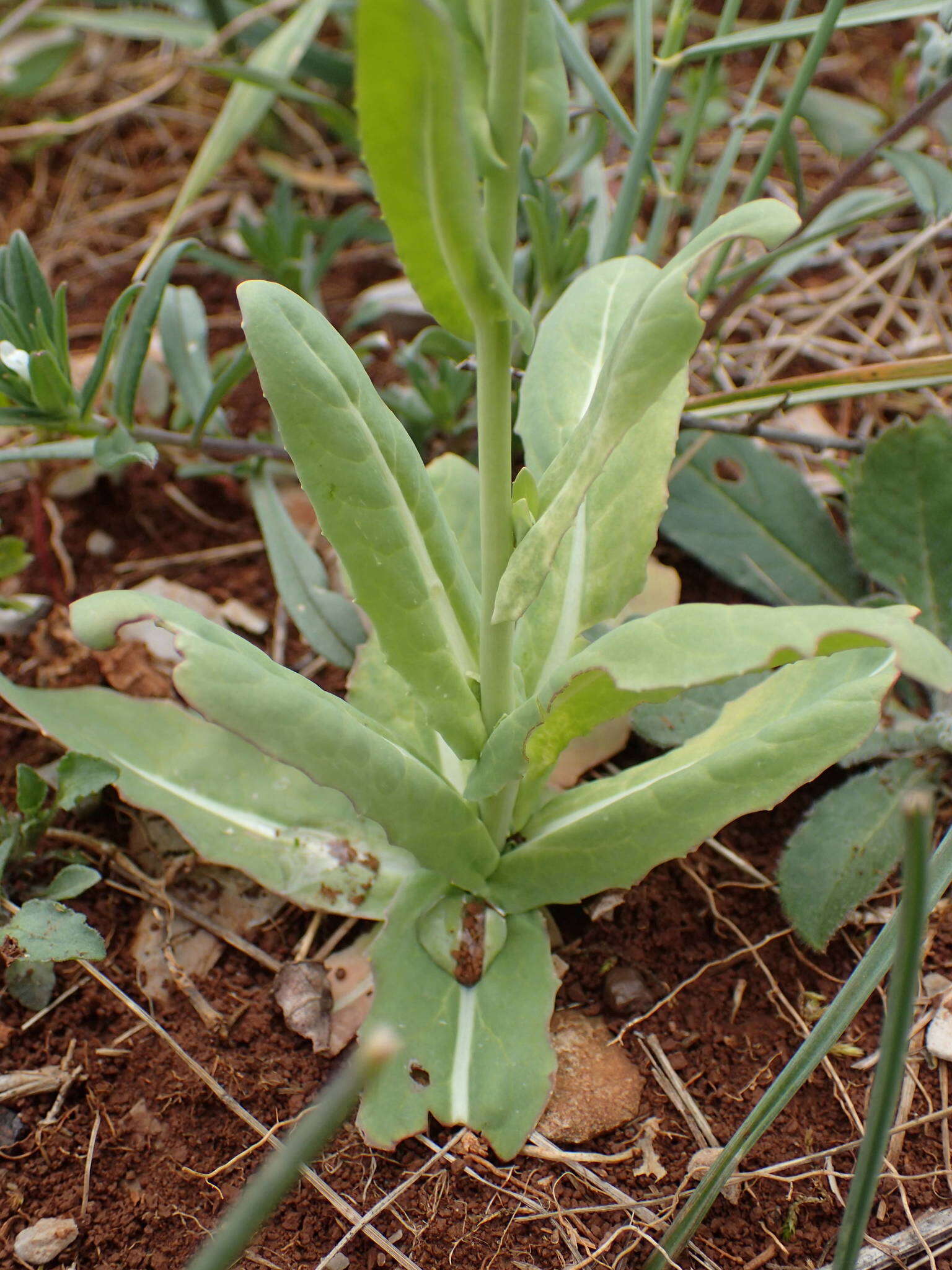 Myagrum perfoliatum L.的圖片