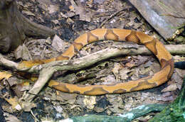 Image of Copperhead