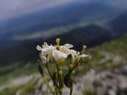 Sivun Draba stellata Jacq. kuva