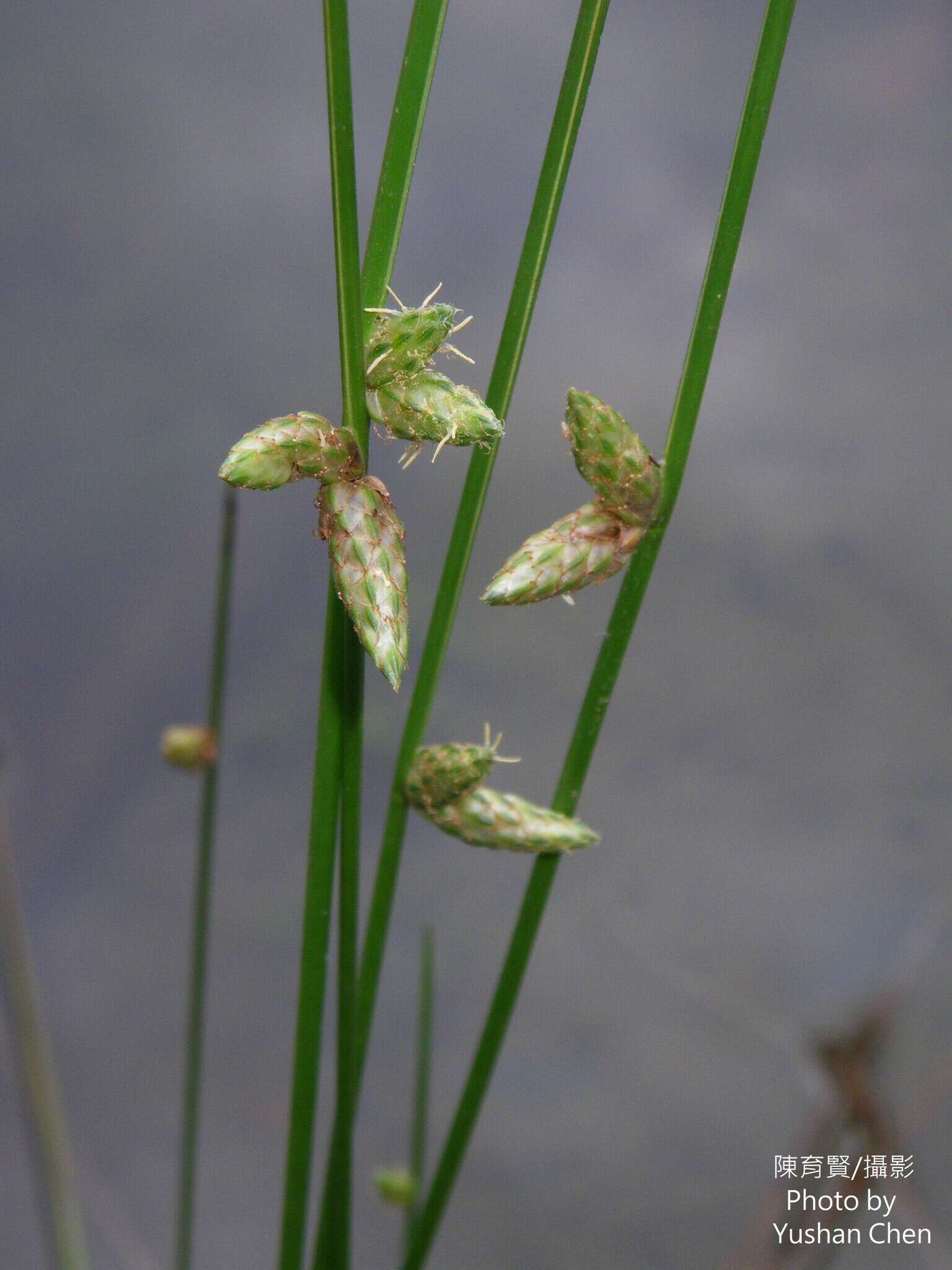 Sivun Schoenoplectiella juncoides (Roxb.) Lye kuva