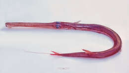 Image of Pacific cornetfish