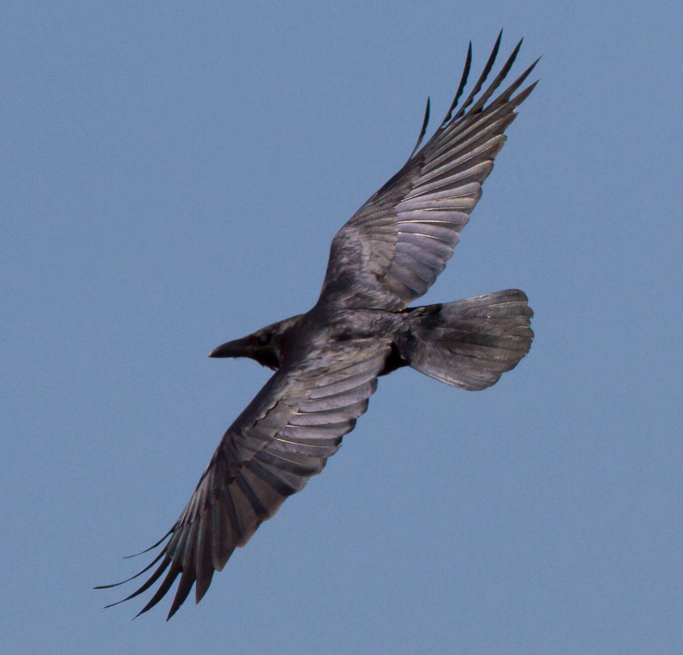 Image of Torresian Crow