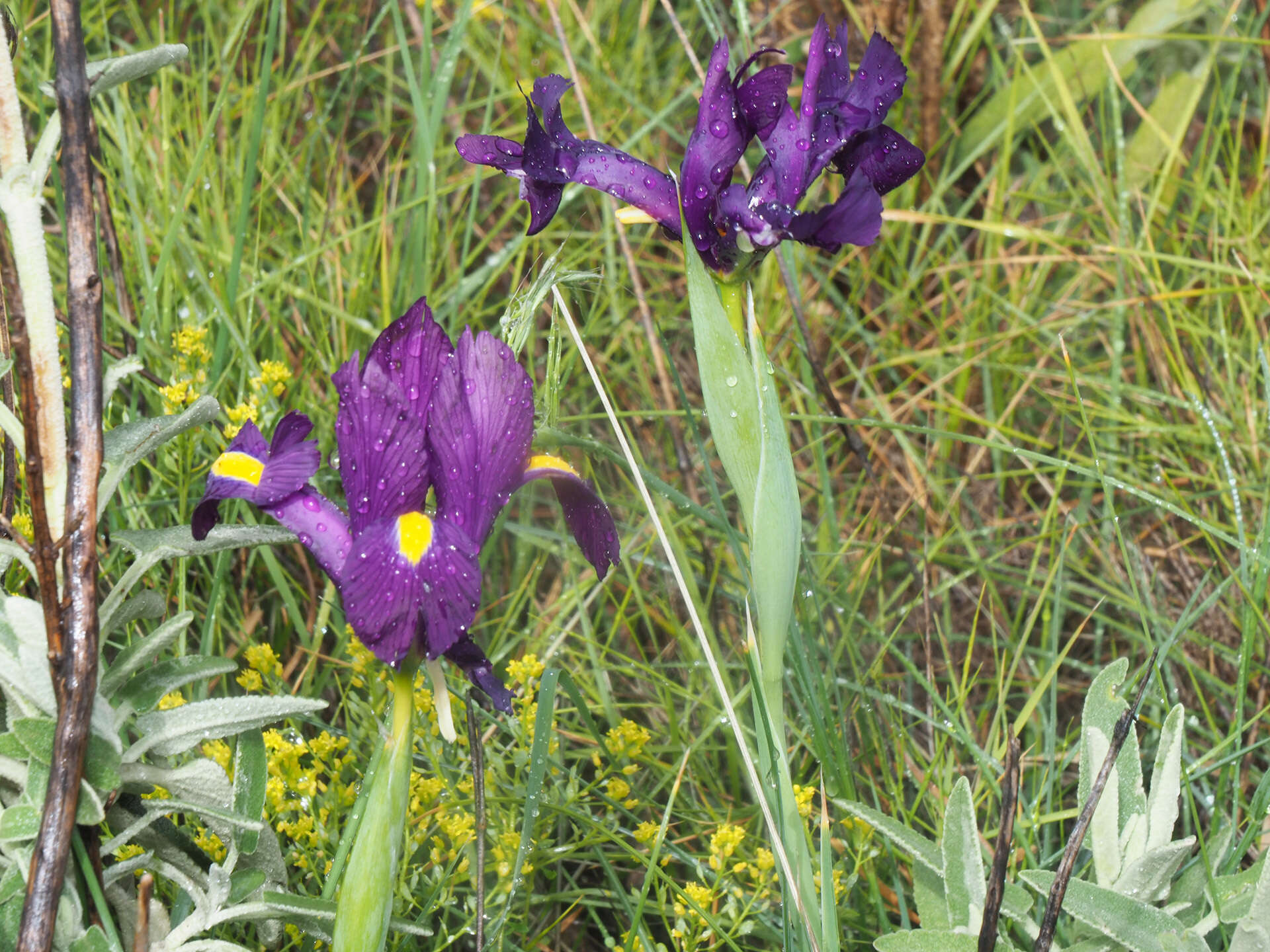 صورة Iris filifolia Boiss.