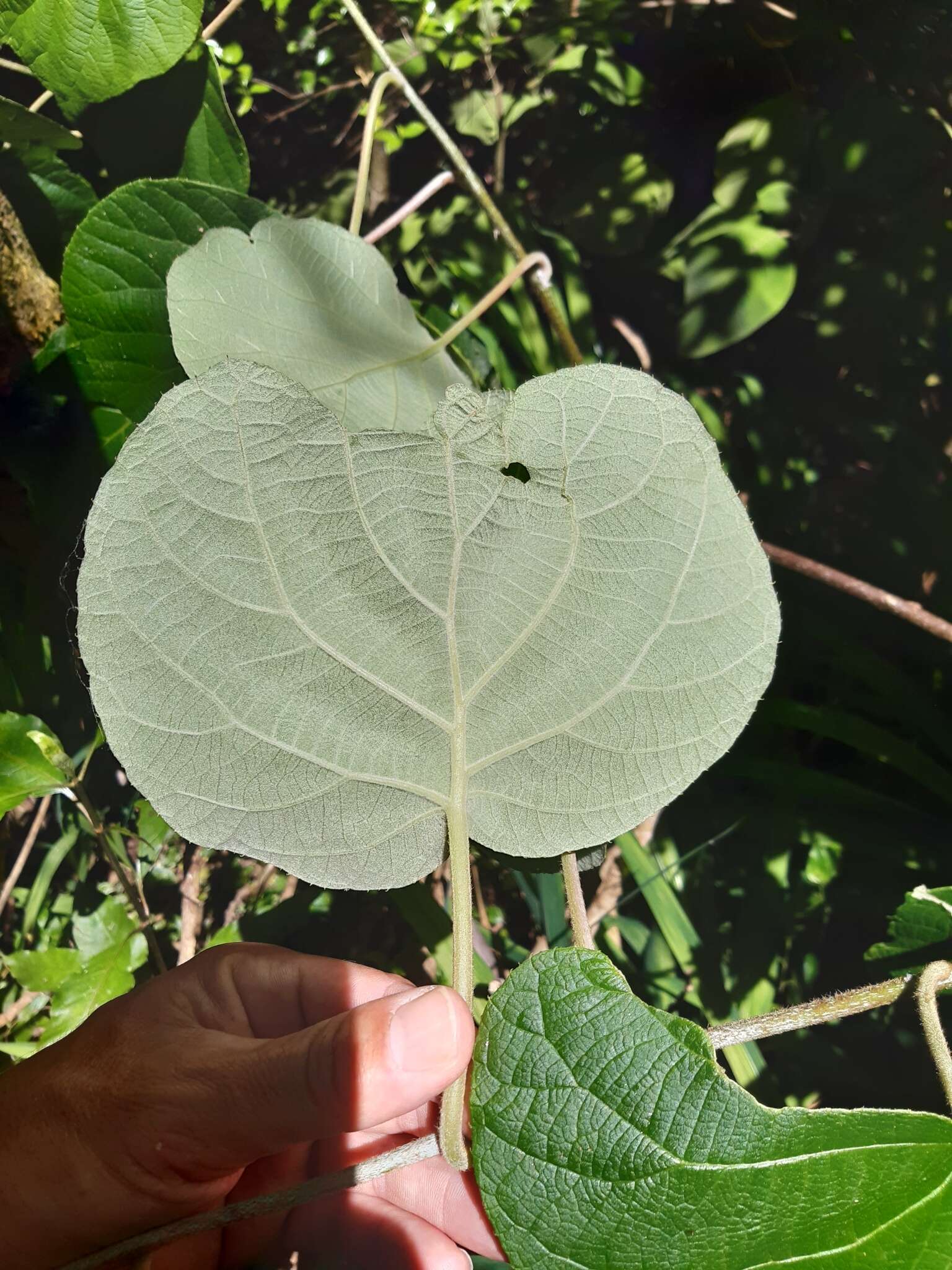 Image de Actinidia chinensis var. hispida C. F. Liang