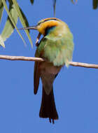 Image of Rainbow Bee-eater