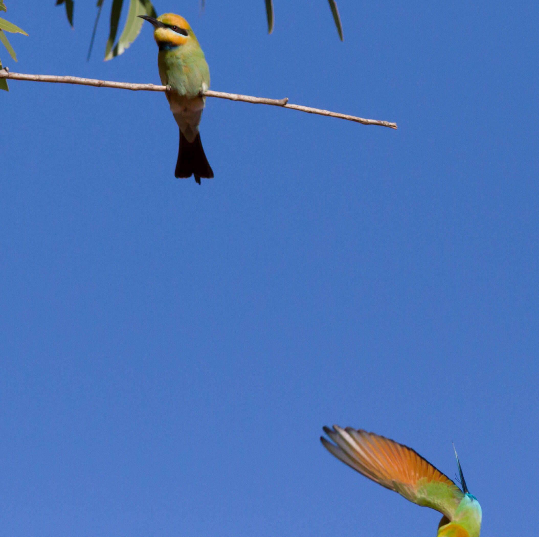 Image of Rainbow Bee-eater