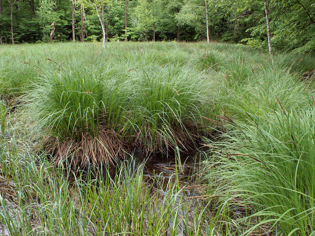 Sivun Carex elata subsp. omskiana (Meinsh.) Jalas kuva