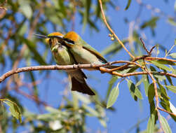 Image of Rainbow Bee-eater