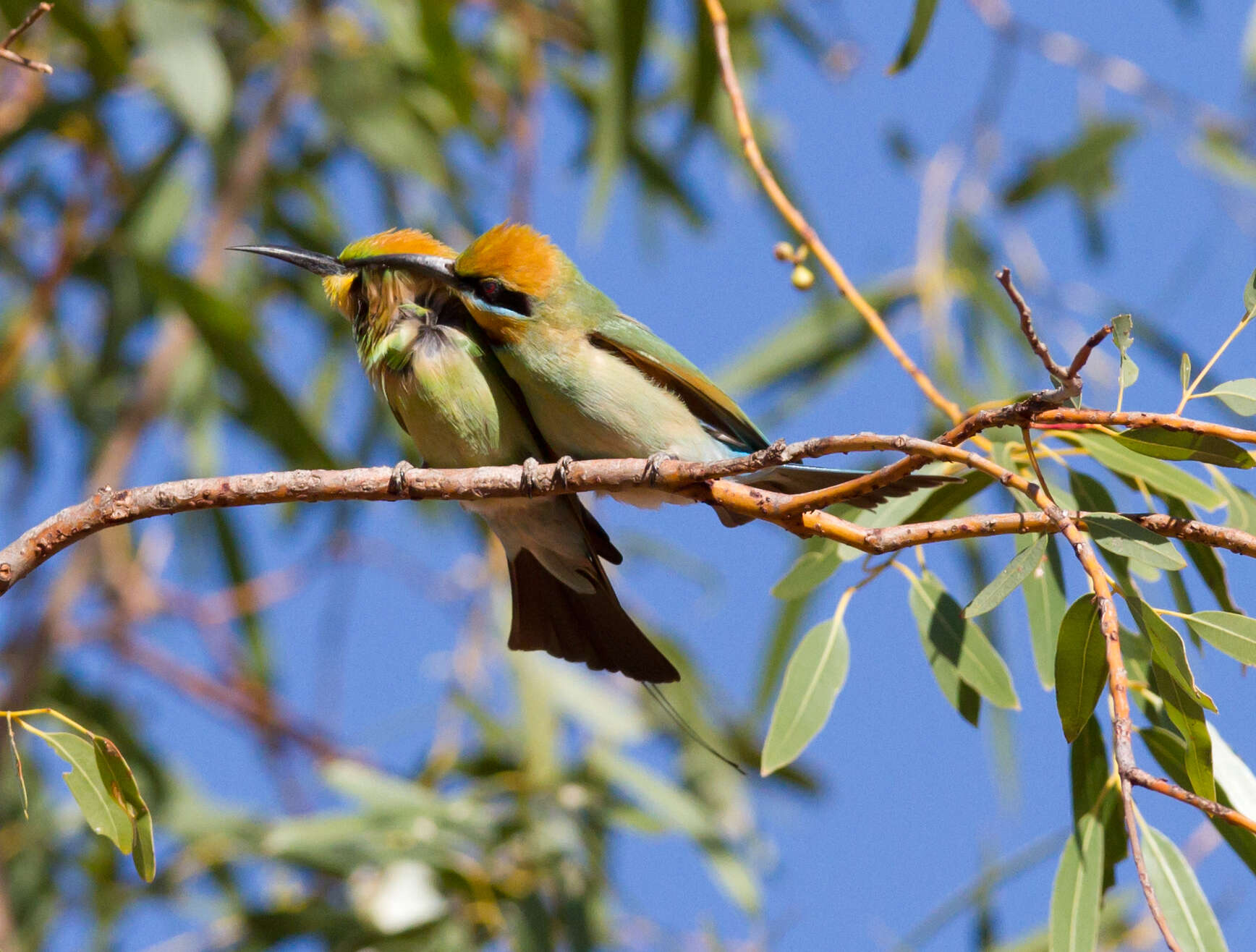 Image of Rainbow Bee-eater