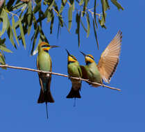 Image of Rainbow Bee-eater