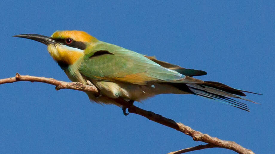 Image of Rainbow Bee-eater