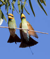 Image of Rainbow Bee-eater