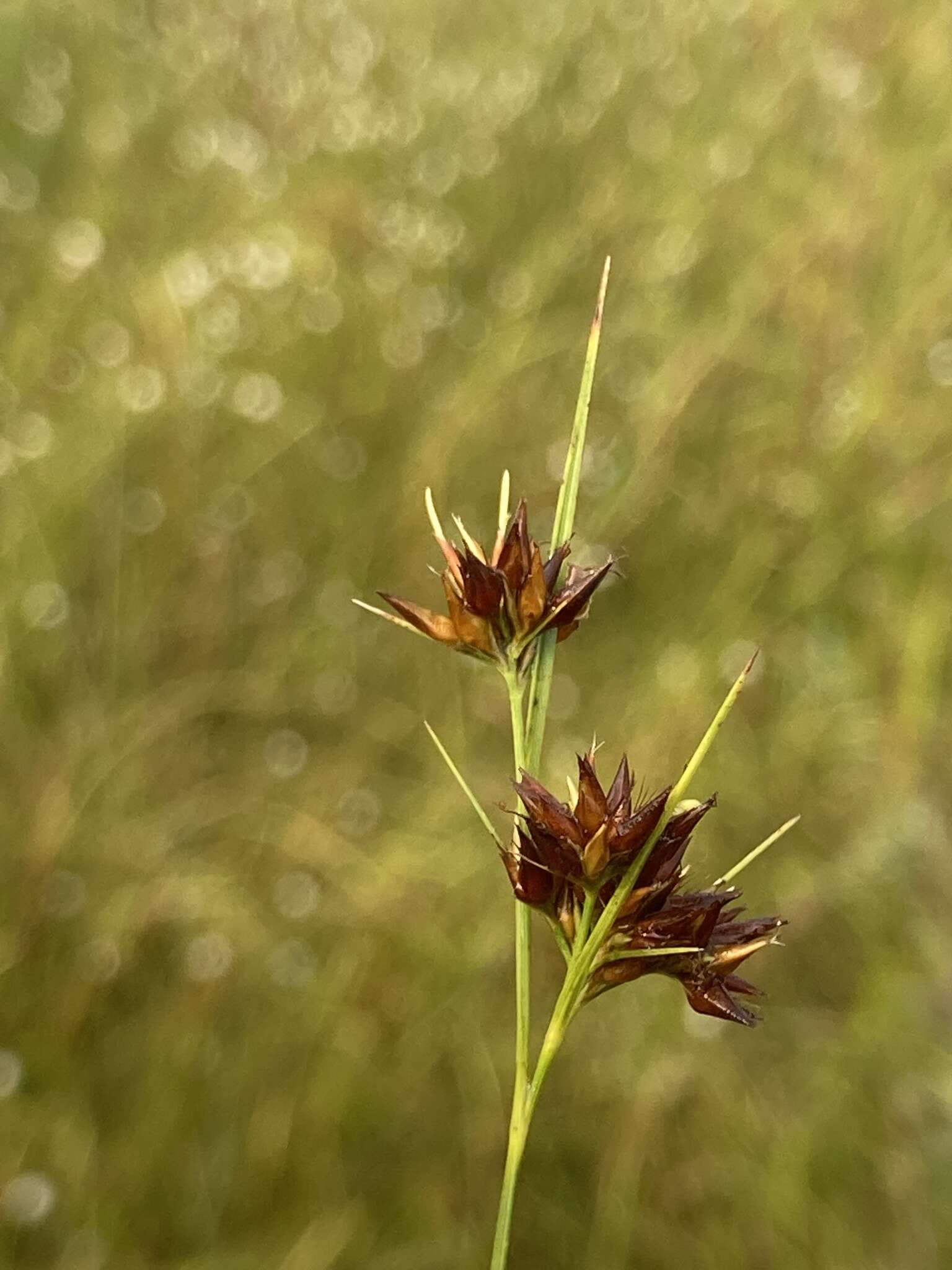 Image of Slender Beak Sedge