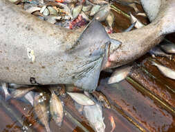 Image of sleeper shark