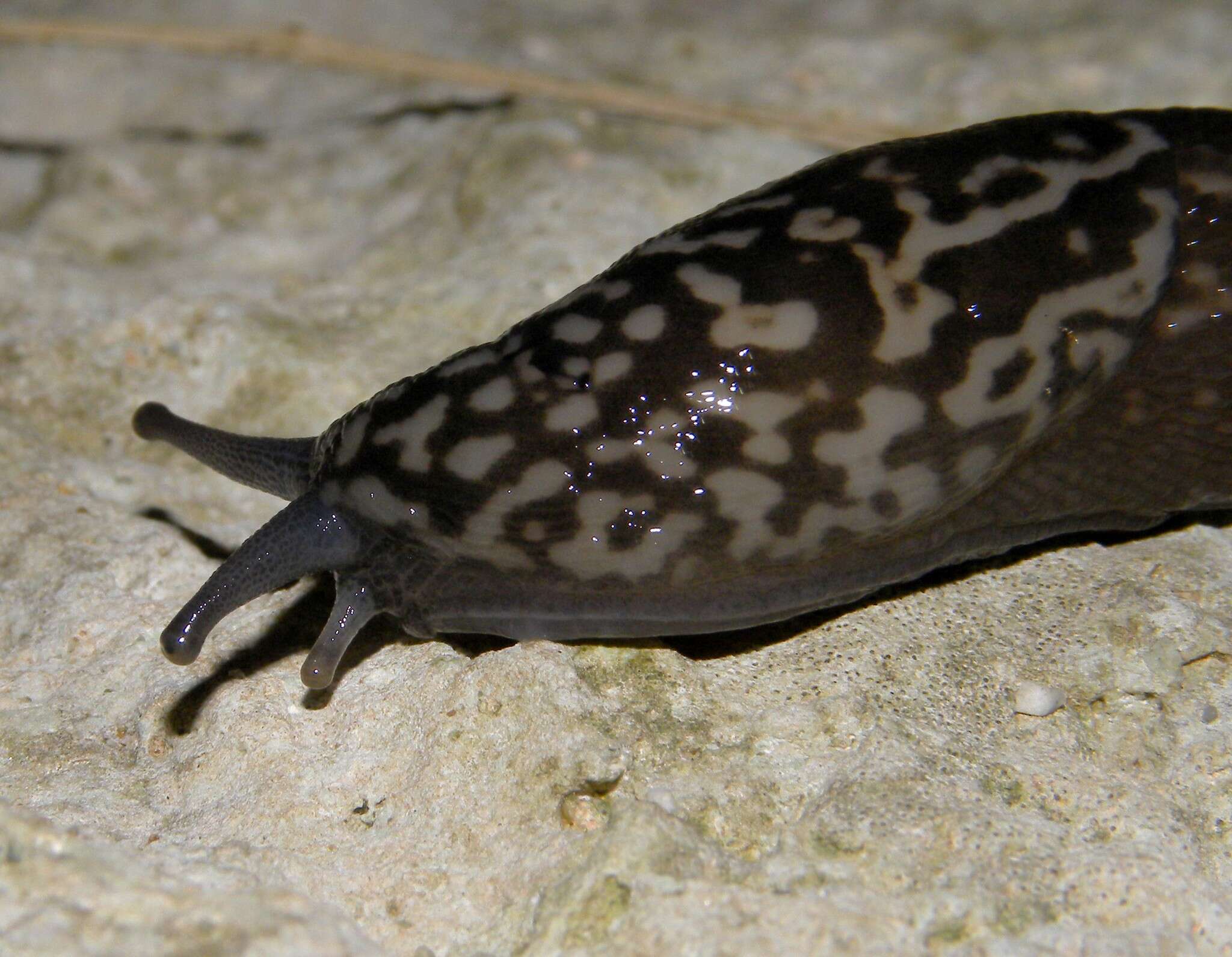 Imagem de Limax subalpinus Lessona 1880